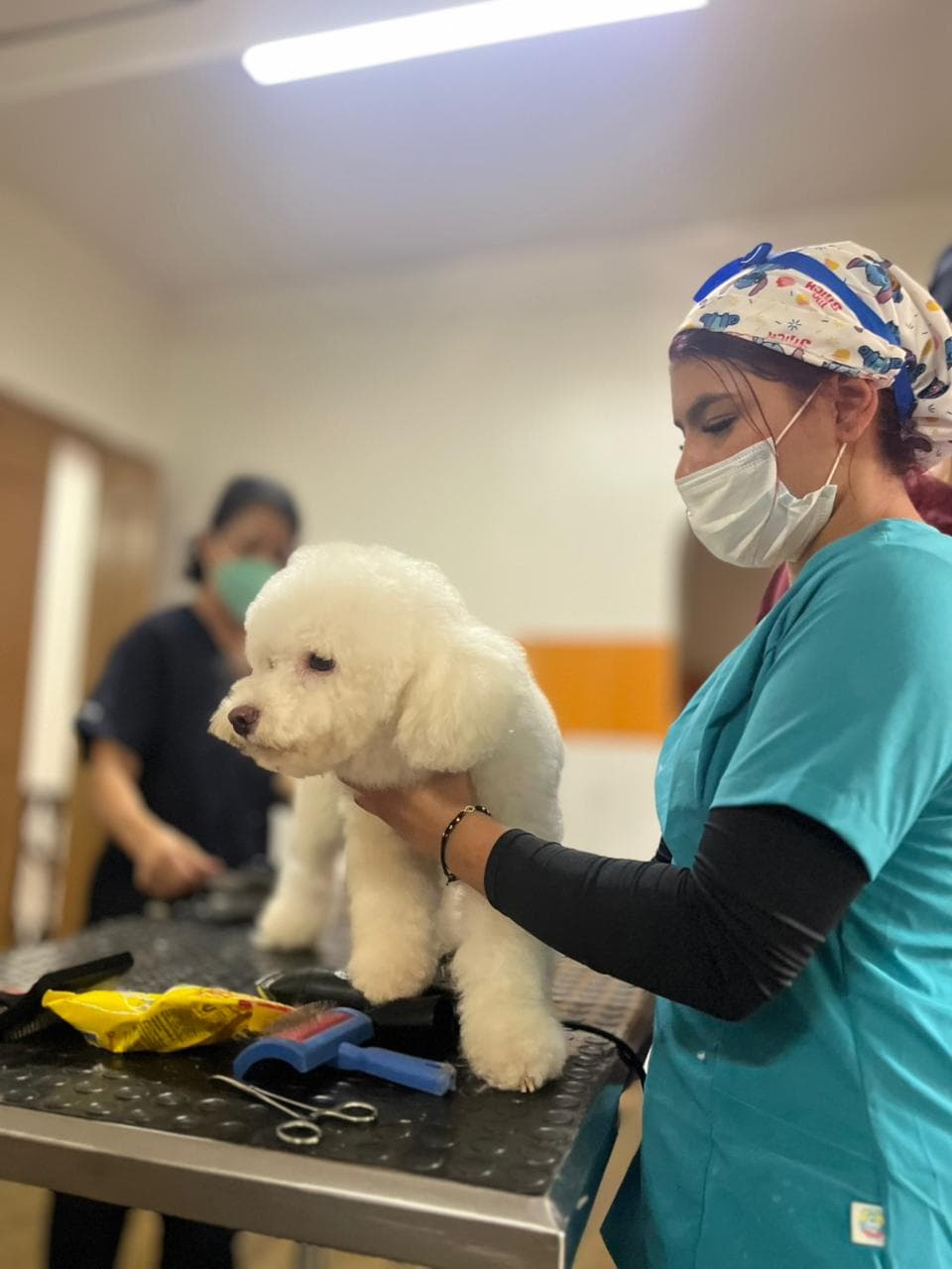 Diplomado en Peluquería y Estética Canina